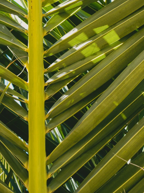 an up close image of the top of a palm tree