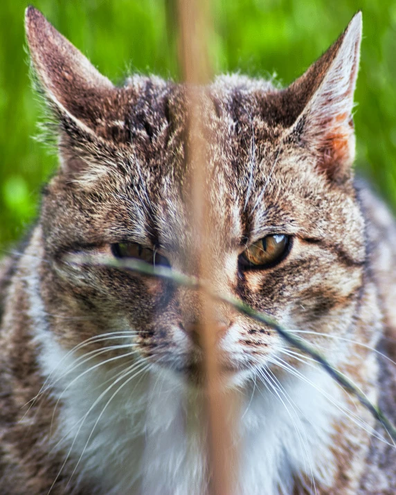 a cat sits with his eyes looking away