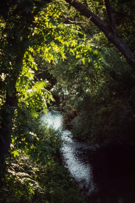 a forest filled with lots of trees and water