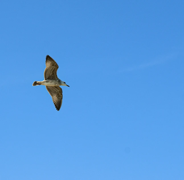 a large bird flying through the blue sky