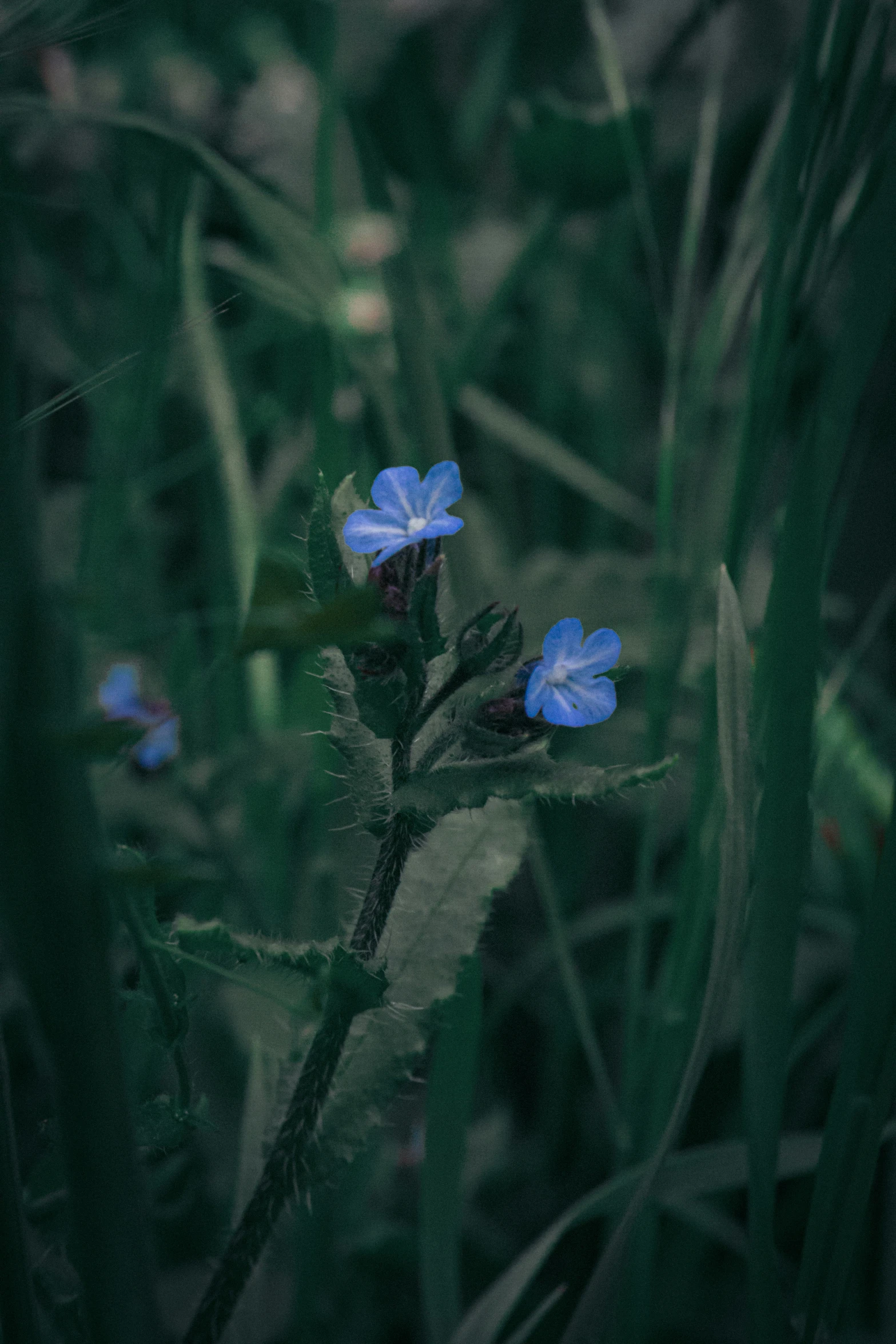 two small blue flowers sit in a field