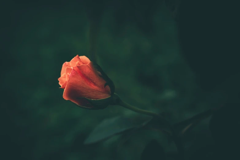 a single orange rose blossom with it's petals opened