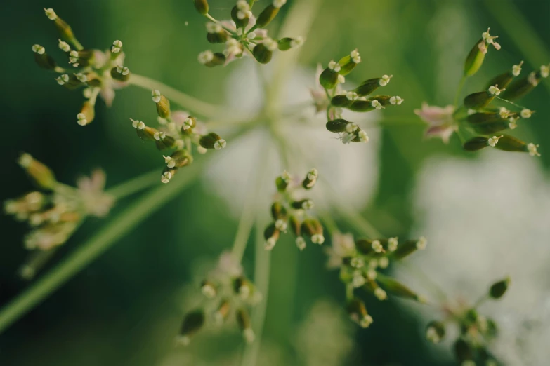 small green leaves and the seed of another plant