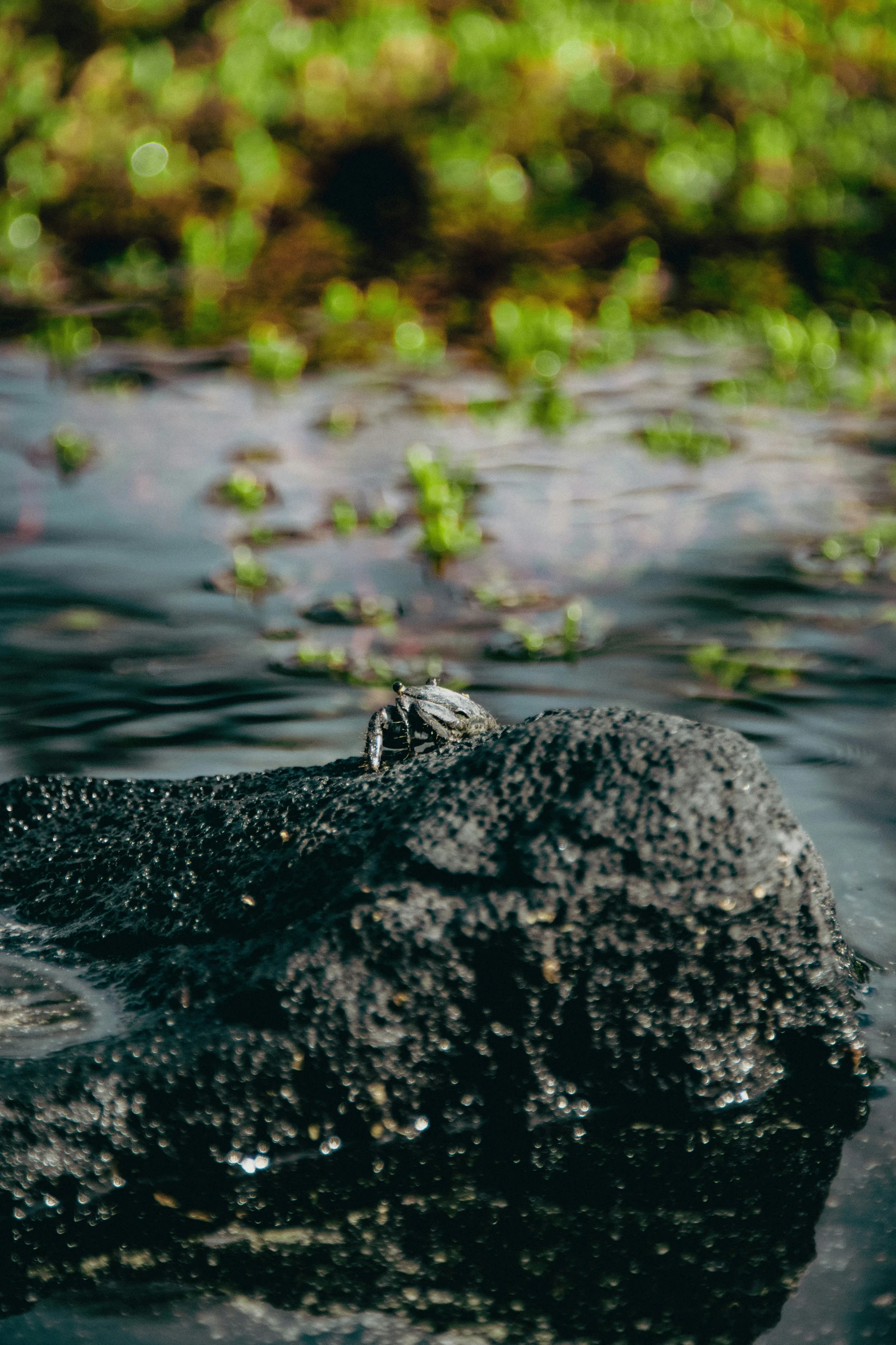 small green lizard sits on a rock submerged in a stream