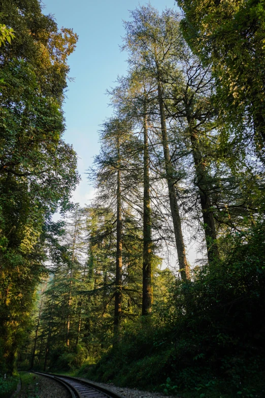 a train track winding through a forest