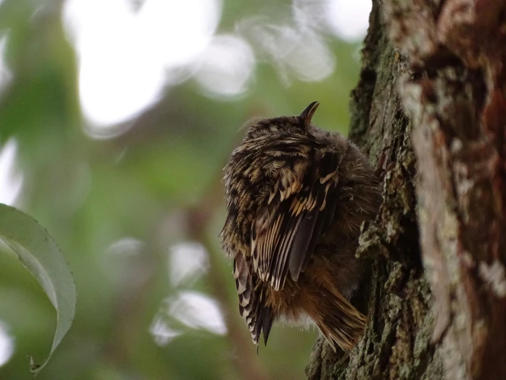 small bird perched on the side of a tree