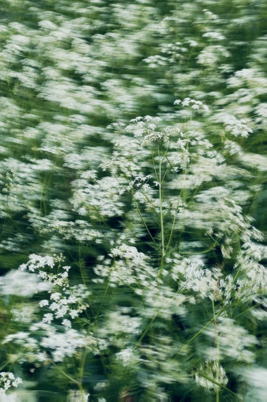 flowers blowing in the wind and blurred background