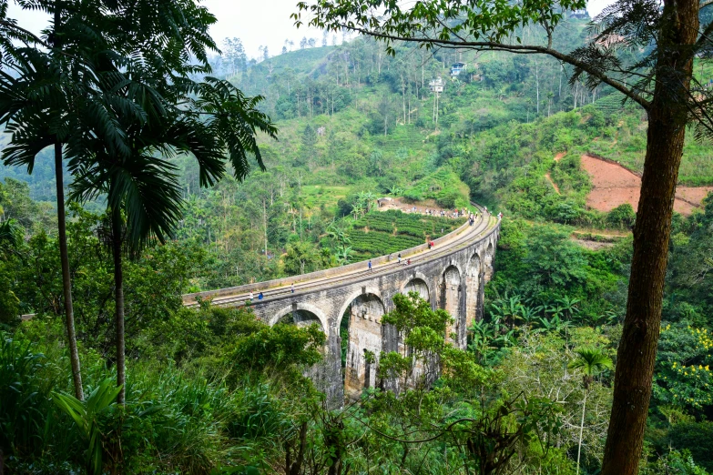 there is an old bridge going through a jungle