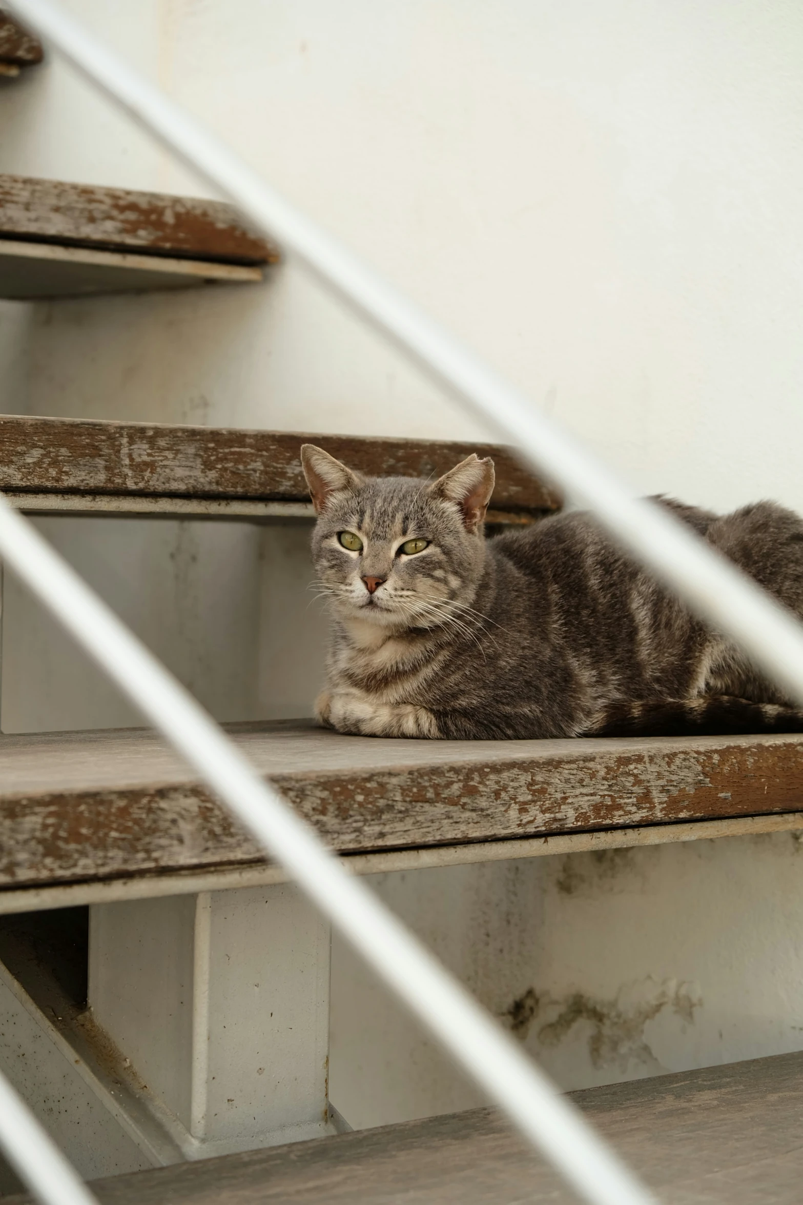 the cat is lying on the wooden step