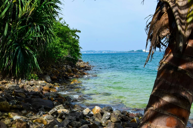 palm trees along the ocean with blue water