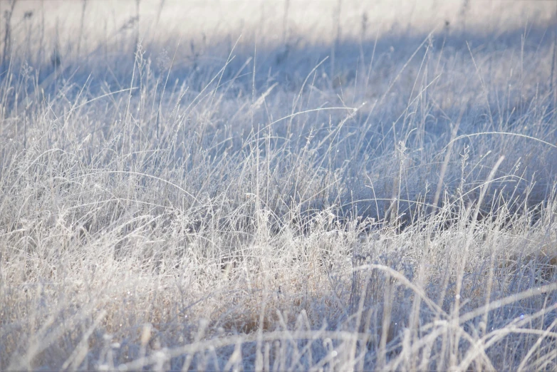 the light colored frost has melted off from a birdhouse in the foreground