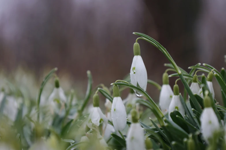 a closeup of a small group of white flowers