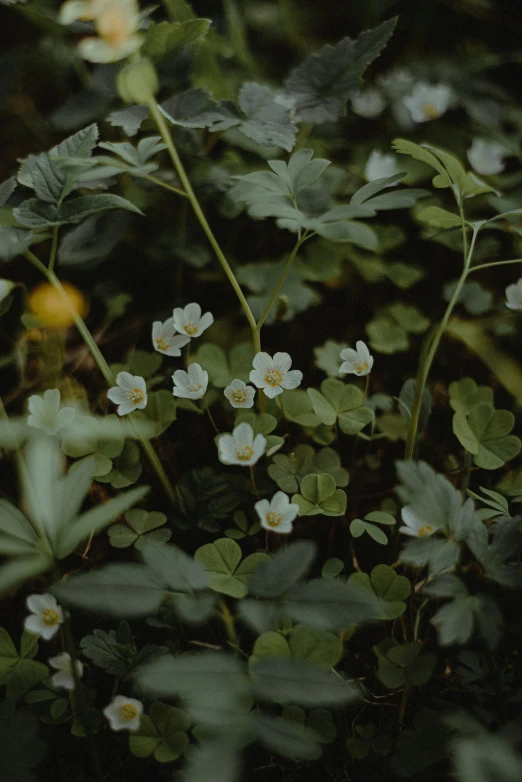 the flowers are white and yellow in color