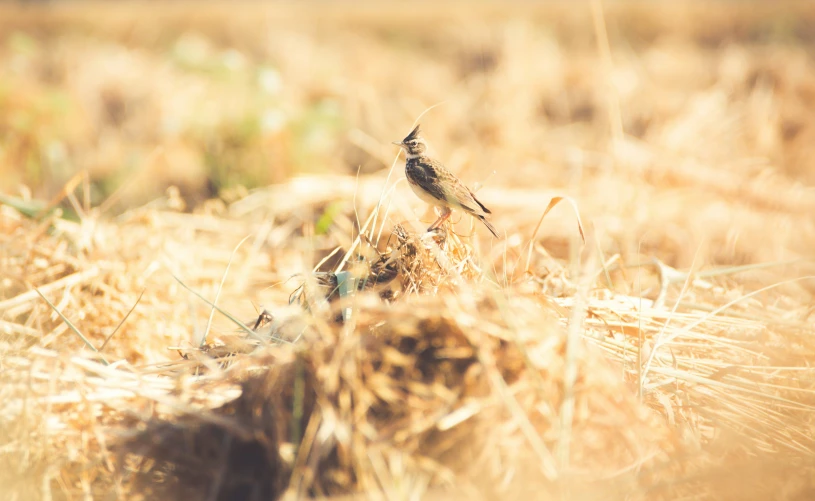 a bird sitting on top of a pile of dried grass