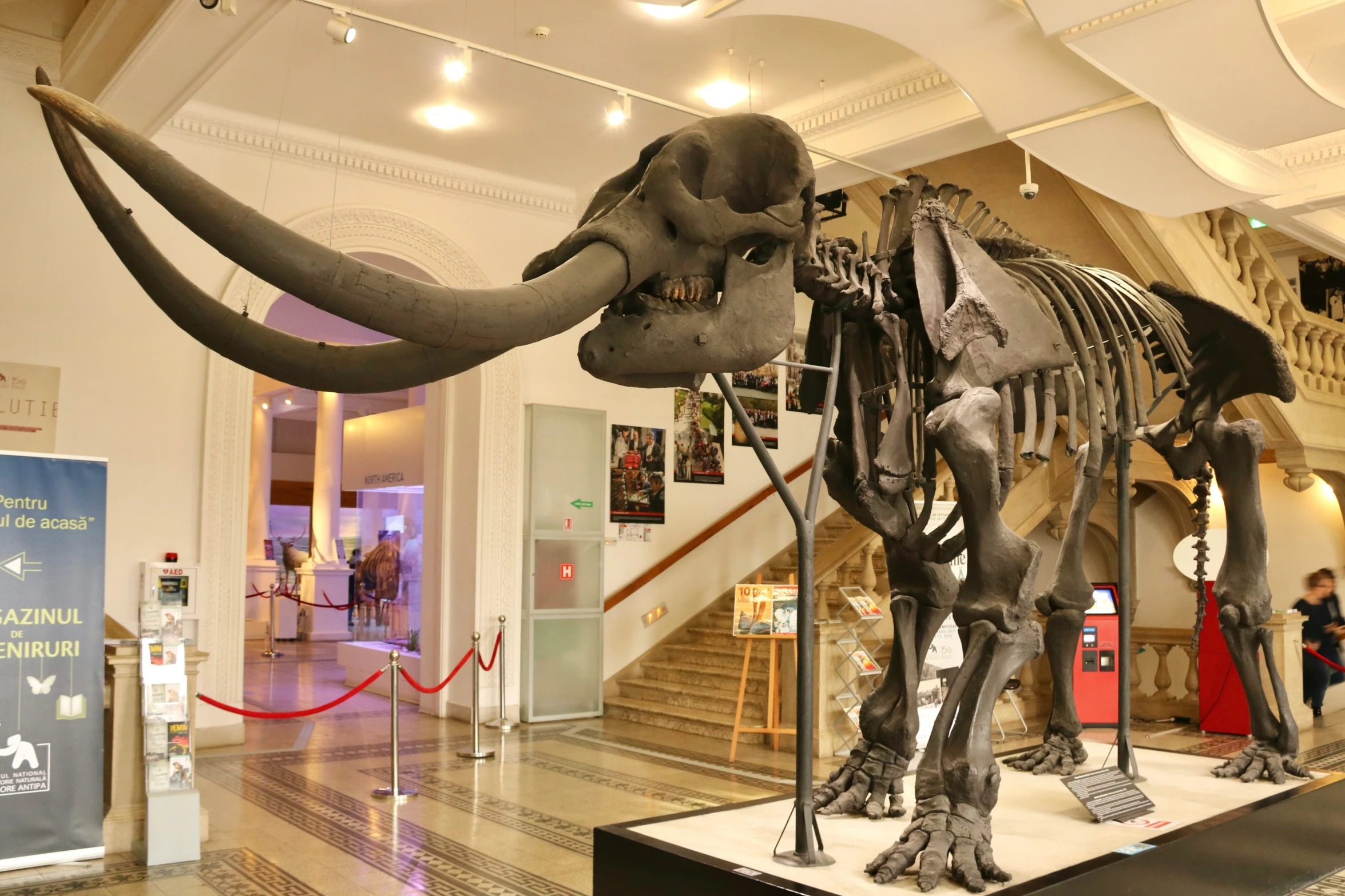 the elephant has long tusks and is in an exhibit