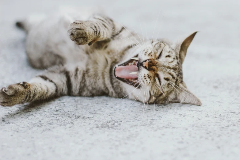 a cat yawning while laying on the ground