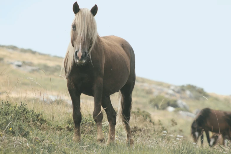 there is a large horse that is standing alone