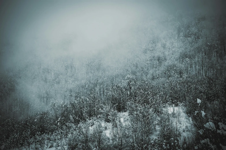 trees and bushes with snow at the bottom