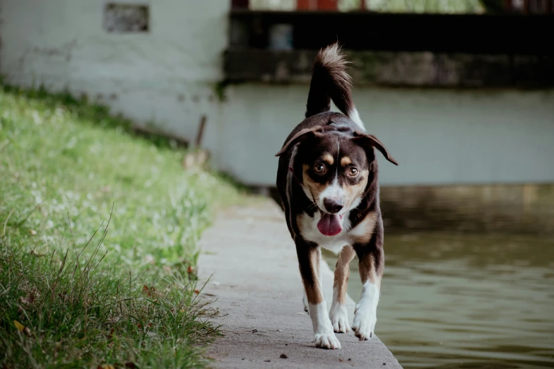 a brown and white dog walking along a water front