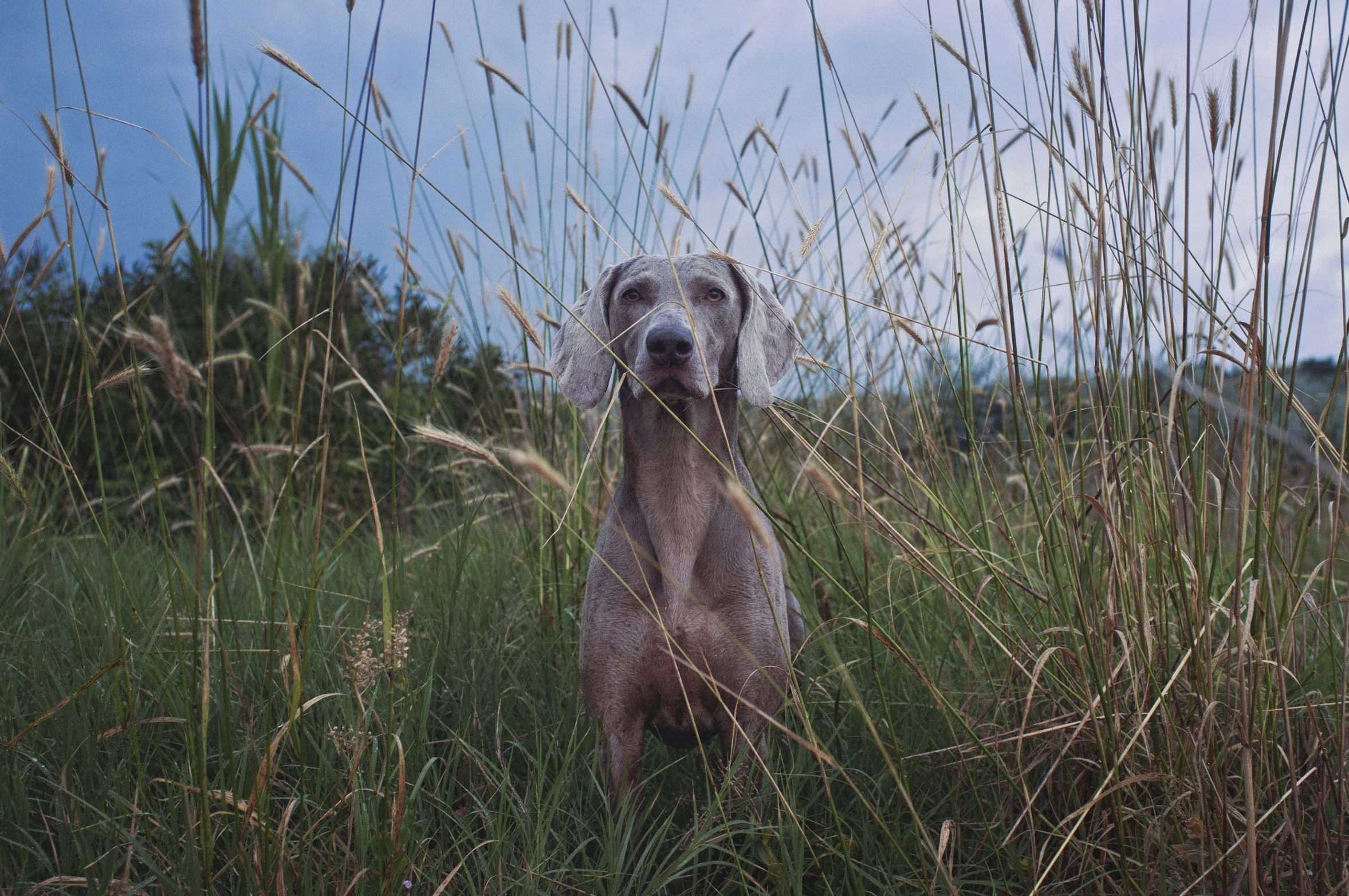 dog in tall grass on a sunny day with no poshop