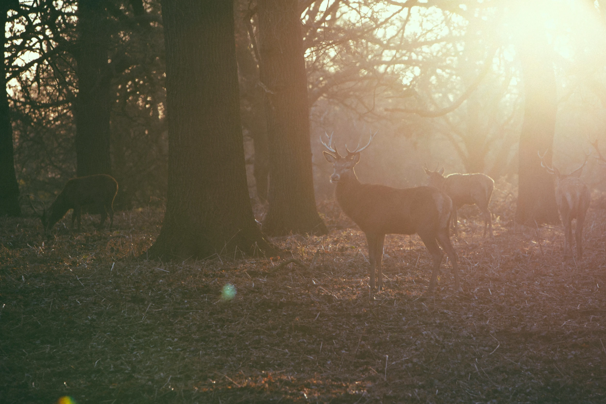 the sun peeks through the trees as deer graze