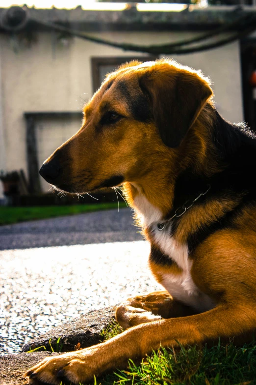 the dog is sitting on the pavement near the building