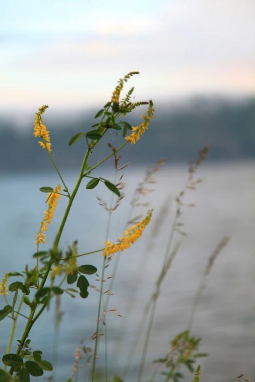 yellow flower on the side of the water and looking at sky