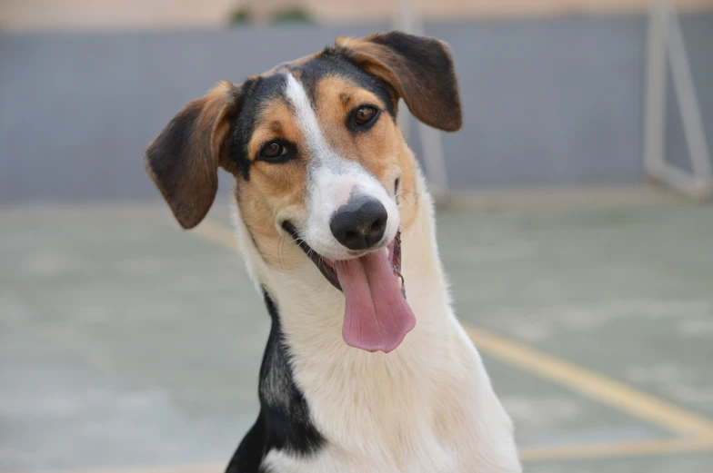 a dog with his tongue out on a pavement