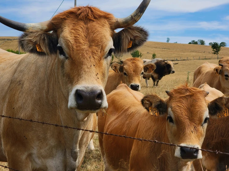 several long horn cattle are standing in a line