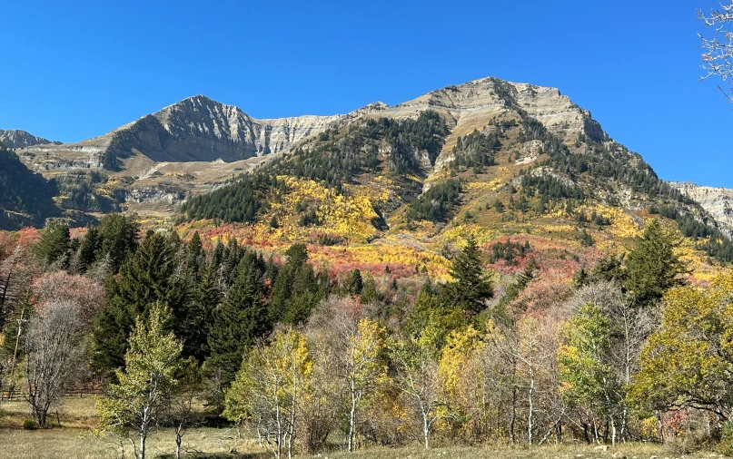 the view of trees on the mountains in autumn