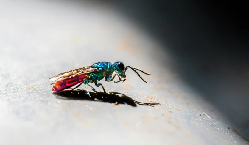 a fly sitting on the side of the table