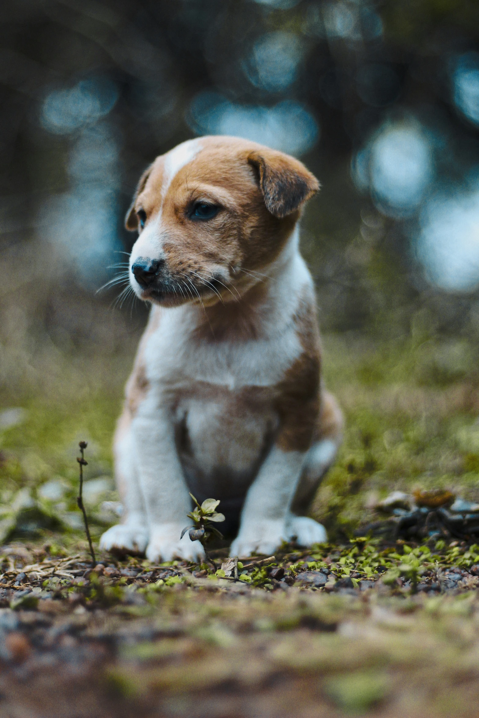 a small dog with a tag sits in the grass