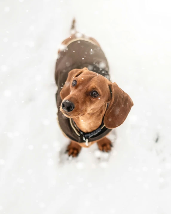 a brown dog wearing a black collar in the snow