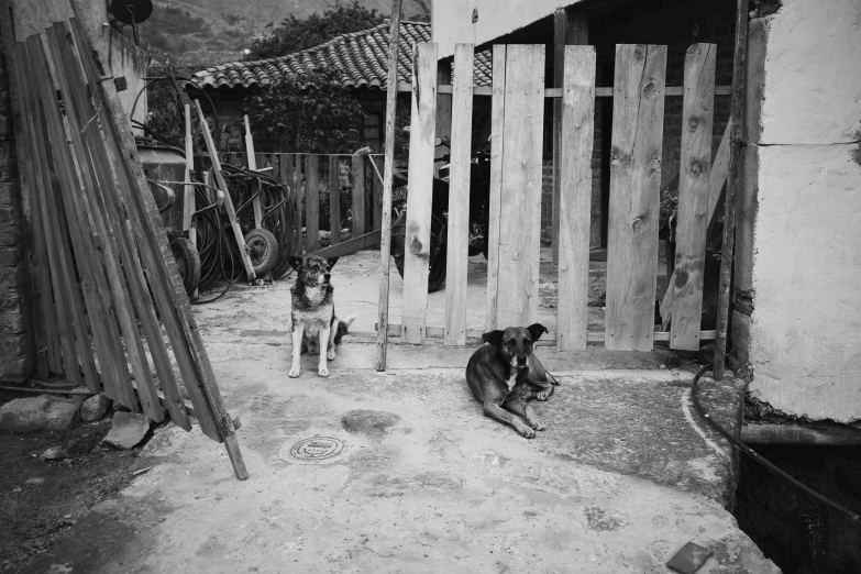 black and white po of a dog sitting by some houses