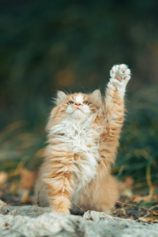 a kitten is stretching his paw with his hands