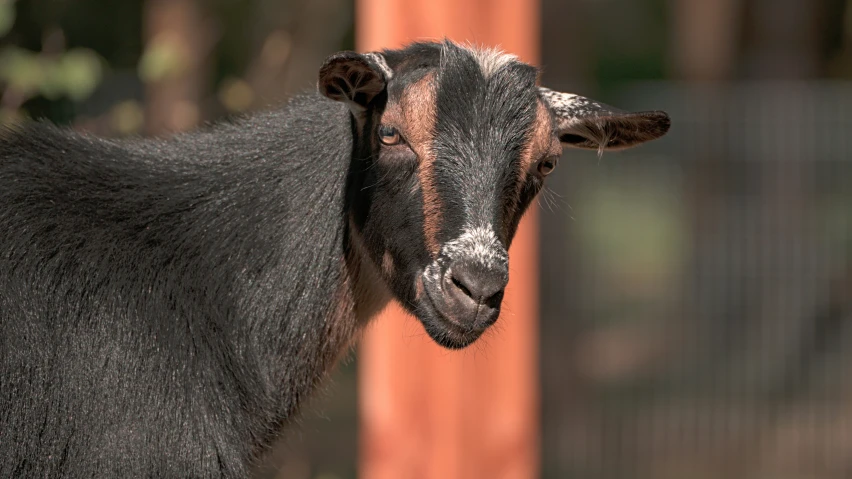 there is a goat standing in front of a wire fence