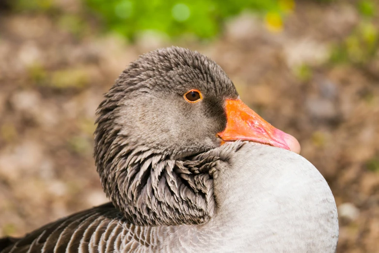 a gray and orange duck with it's beak open