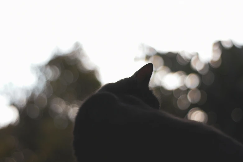 the back end of a cat with its head in the air