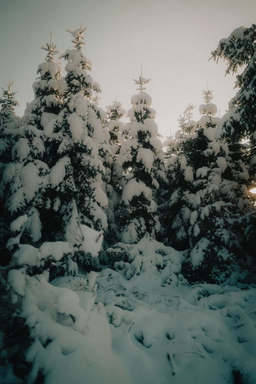 the view of snowy fir trees outside during the day