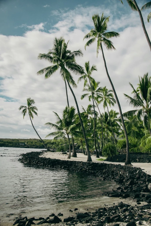 a bunch of palm trees on a beach near the ocean