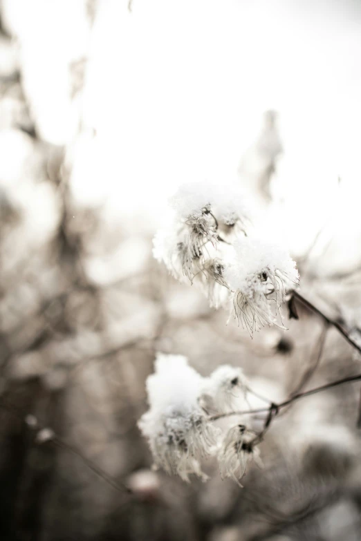 some white snow on a tree in the winter