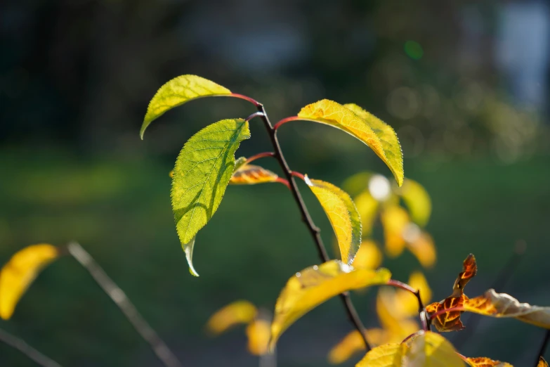 a nch with lots of yellow and green leaves