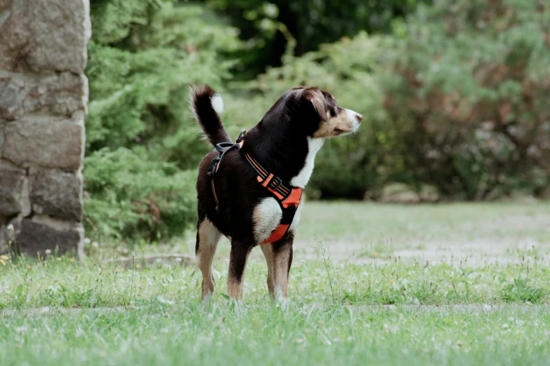 a dog is wearing a harness standing outside