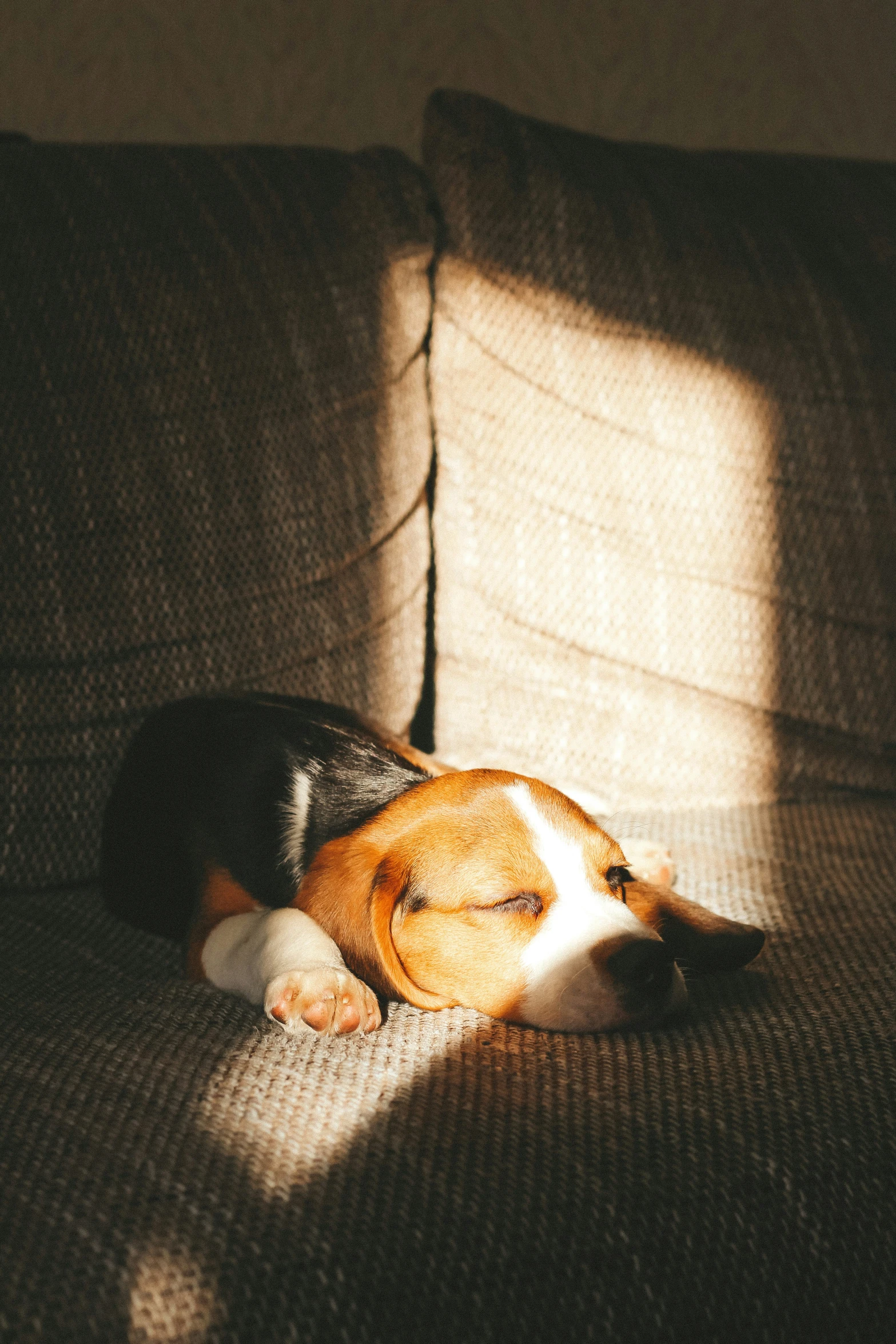 a beagle dog is sleeping on a couch