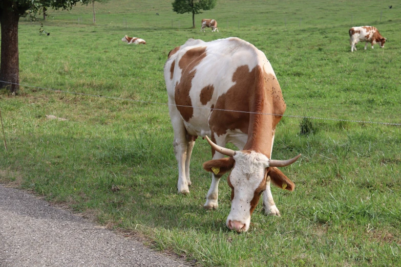 a cow with horns grazing in the grass near a fence