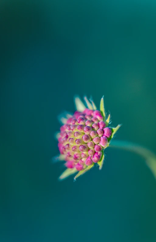 a flower is blooming next to a very large green background