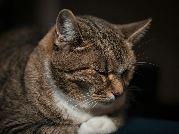 cat resting in sunlight with its eyes closed