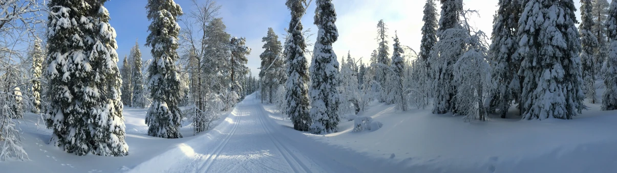 snow - covered trees line the path to a ski lodge