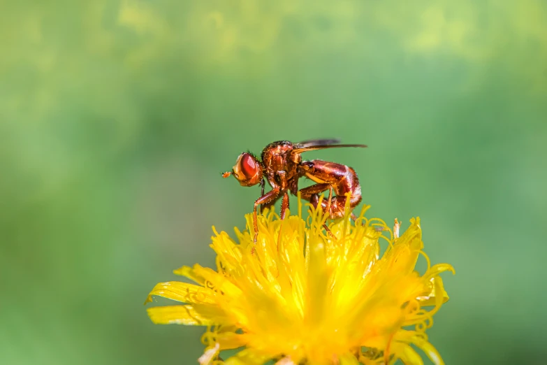 a fly with large wings standing on a yellow flower