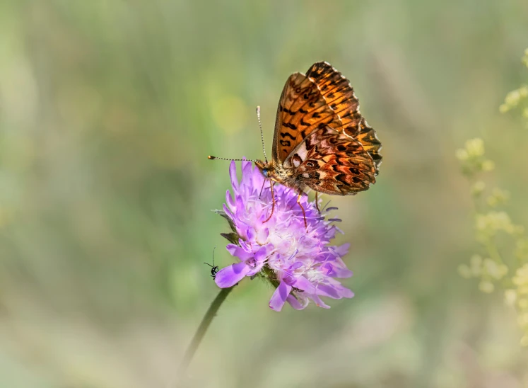 an image of a erfly that is on a flower